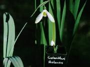 Galanthus caucasicus and rizhensis